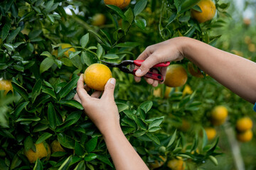 Business farm ripe orange concept farmer hand pick nature fruit citrus orchard mandarin tree...