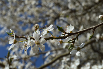 Kirschbaum mit weißen Blüten im Park in Dortmund, Deutschland.