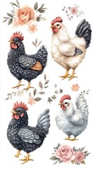 Fototapeta premium Elegant watercolor illustration of four chickens, featuring black and white hens, adorned with delicate roses and floral elements on a clean white background