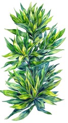 Fototapeta premium Elegant watercolor painting of a lush green dracaena plant with vibrant leaves, showcasing botanical beauty on a pristine white background