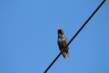 Common Starling (Sturnus vulgaris) sitting on an electrical wire on a blue sky background. Versatile for wildlife, nature, and urban photography. Highly invasive species in US, other regions.