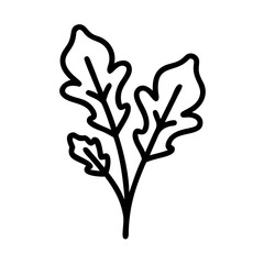 Obraz premium Arugula