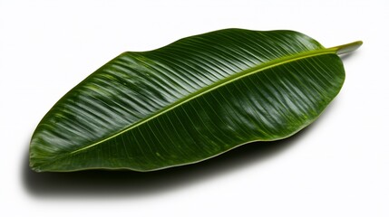 Obraz premium Exotic green banana leaf showing intricate vein patterns on a white surface