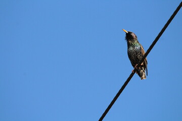 Common Starling (Sturnus vulgaris) sitting on an electrical wire on a blue sky background. Versatile for wildlife, nature, and urban photography. Highly invasive species in US, other regions.