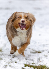 Ein Collie hat Spaß im Schnee zu laufen