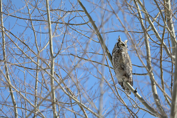Great Horned Owl in a Tree 