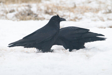 Common raven in the winter