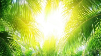 Obraz premium Sunny Palm Fronds, Tropical Paradise