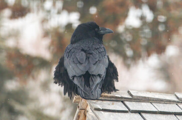 Common raven in the winter