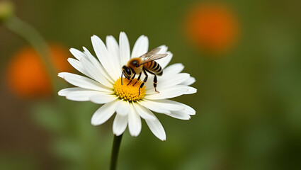 Flat Bee Collecting Nectar from White Chrysanthemum Flowers in Autumn Garden: A Cute Vector Illustration Showcasing Pollination and the Natural Beauty of Fall