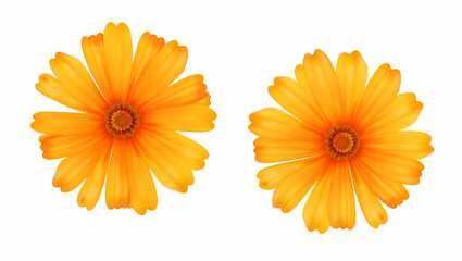 Flat Two orange marigolds painted in watercolor petals detailed vibrant colors isolated on white background perfect for floral arrangements and decorative designs concept as Two orange marigolds paint