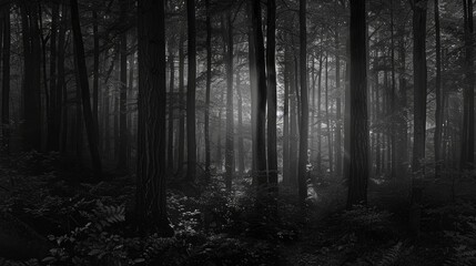 Naklejka premium Ethereal Sunlight Piercing Through Dense Forest Canopy Creating a Mystical and Dramatic Black and White Woodland Scene with Tall Tree Trunks