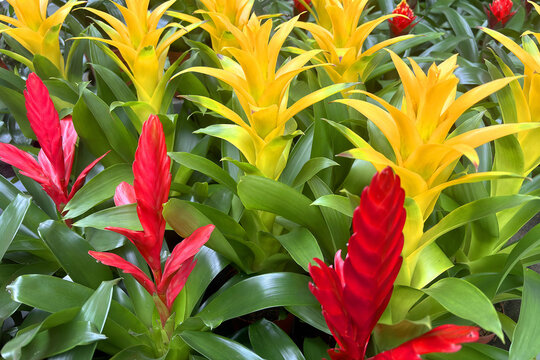 piante ornamentali colorate bromelia