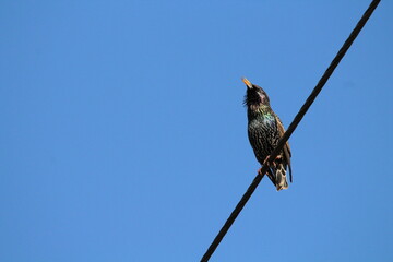 Common Starling (Sturnus vulgaris) sitting on an electrical wire on a blue sky background. Versatile for wildlife, nature, and urban photography. Highly invasive species in US, other regions.
