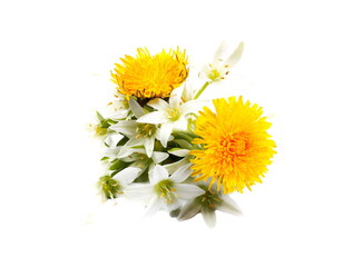 Yellow chrysanthemum flower with leaves, white Ornithogalum umbellatum flower isolated on white background.