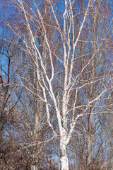 A white birch tree with bare branches in the park in early spring stands out against the background of the blue sky and other trees with dark bark.  Vertical photo.