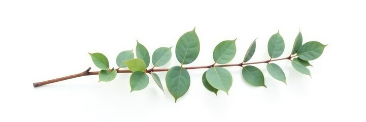 Single long thin isolated eucalyptus branch on white, simple, straight, isolated