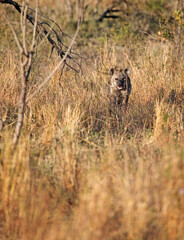 Hyena approaching through grass in early evening sunlight, South Africa
