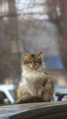 Calmness in the eyes of a cat sitting on the roof of a car