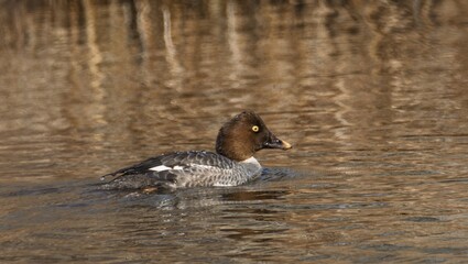 Teal duck resting under sunlight.