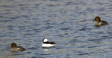 Goose wading in shallow water.