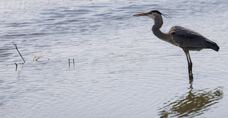 Teal duck resting under sunlight.