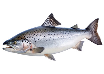 Naklejka premium Atlantic salmon isolated on white background