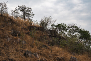 In the golden meadow, a close-up reveals dry grass swaying in the breeze. The dramatic landscape showcases nature&rsquo;s wild grass, its natural beauty shining in the quiet landscape of windblown grass.