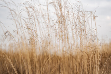 Obraz premium In the golden meadow, a close-up reveals dry grass swaying in the breeze. The dramatic landscape showcases nature’s wild grass, its natural beauty shining in the quiet landscape of windblown grass.