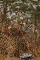 In the golden meadow, a close-up reveals dry grass swaying in the breeze. The dramatic landscape showcases nature’s wild grass, its natural beauty shining in the quiet landscape of windblown grass.