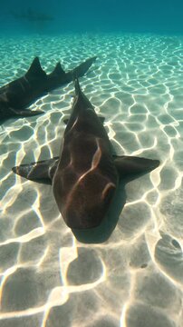 Un requin dans l'eau turquoise au format vertical.