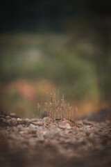 In the golden meadow, a close-up reveals dry grass swaying in the breeze. The dramatic landscape showcases nature’s wild grass, its natural beauty shining in the quiet landscape of windblown grass.