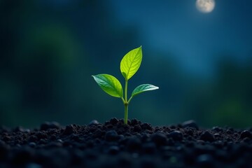 - Illuminated young plant growing in interconnected soil under moonlight, biology, dark