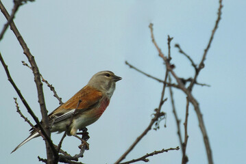Male Linnet on a dry branch.