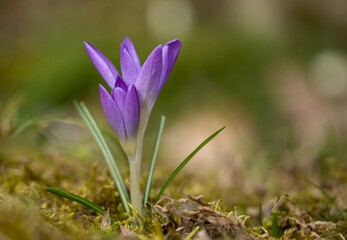 purple crocus flowers