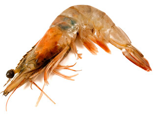 shrimp isolated on white