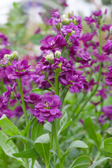 Purple Hoary Stock, Purple Hoary Stock or Matthiola Incana is a member of the Brassicaceae family of flowering plants. It's also commonly known as Brompton Stock, Common Stock, Purple flower in garden