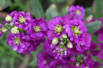 Purple Hoary Stock, Purple Hoary Stock or Matthiola Incana is a member of the Brassicaceae family of flowering plants. It's also commonly known as Brompton Stock, Common Stock, Purple flower in garden