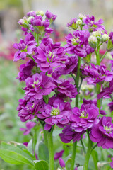 Purple Hoary Stock, Purple Hoary Stock or Matthiola Incana is a member of the Brassicaceae family of flowering plants. It's also commonly known as Brompton Stock, Common Stock, Purple flower in garden