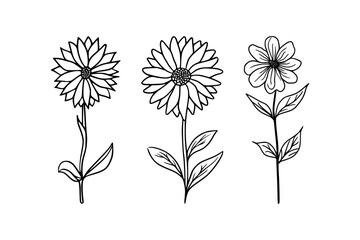 Set of Decorative Wildflower, Vintage Botanical Wildflower Drawing, Hand-Drawn Floral and Wildflower Elements in Line Art