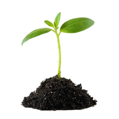 Small plant growing in soil