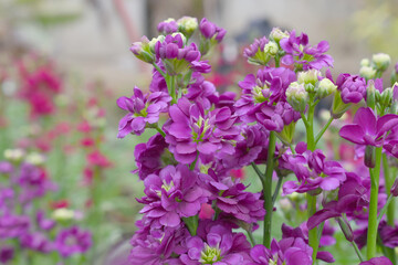 Obraz premium Purple Hoary Stock, Purple Hoary Stock or Matthiola Incana is a member of the Brassicaceae family of flowering plants. It's also commonly known as Brompton Stock, Common Stock, Purple flower in garden
