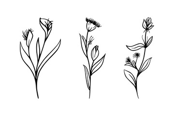 Naklejka premium Minimalist botanical wildflower floral line art drawing, hand-sketched delicate flower illustration, floral line art vector illustration
