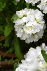 White Hoary Stock, White Hoary Stock or Matthiola Incana is a member of the Brassicaceae family of flowering plants. It's also commonly known as Brompton Stock, Common Stock, White flower in garden