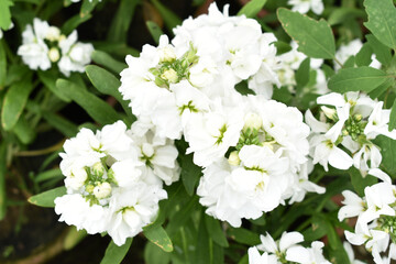 White Hoary Stock, White Hoary Stock or Matthiola Incana is a member of the Brassicaceae family of flowering plants. It's also commonly known as Brompton Stock, Common Stock, White flower in garden
