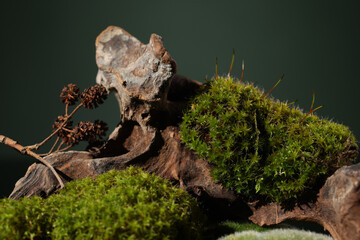 Green moss growing on rocks, flowers and lingzhi mushrooms are displayed on a brown background. Ganoderma tea extract is rich in polysaccharide content, which can increase antioxidant capacity.