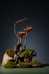 Contemporary still life with dried hydrangea, dried eryngium flowers and brown corkscrew on a dark background Northern natural composition with lichen, moss, branches, dried flowers and driftwood. 