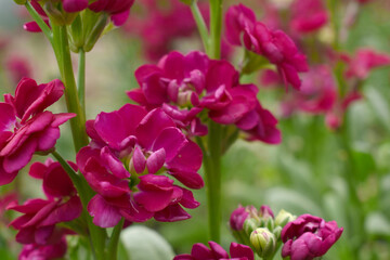 Red Hoary Stock, Red Hoary Stock or Matthiola Incana is a member of the Brassicaceae family of flowering plants. It's also commonly known as Brompton Stock, Common Stock, Red flower in garden