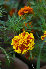 Yellow red french marigold flower blossom in garden, Yellow red french Mari Gold flowers for decorate garden, Close up of beautiful small marigold flower in garden. Marigold flowers bloom in nature