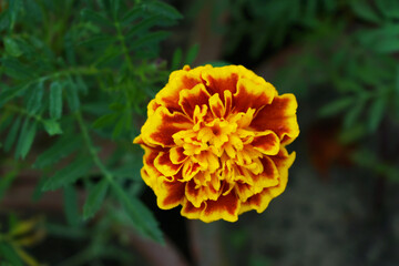 Yellow red french marigold flower blossom in garden, Yellow red french Mari Gold flowers for decorate garden, Close up of beautiful small marigold flower in garden. Marigold flowers bloom in nature